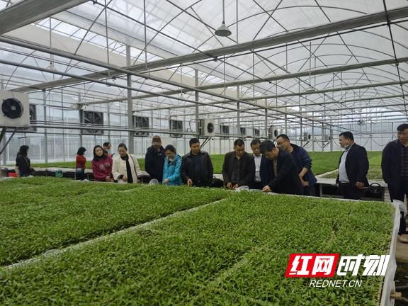 国家特色蔬菜湘西综合试验站2022年工作推进会召开